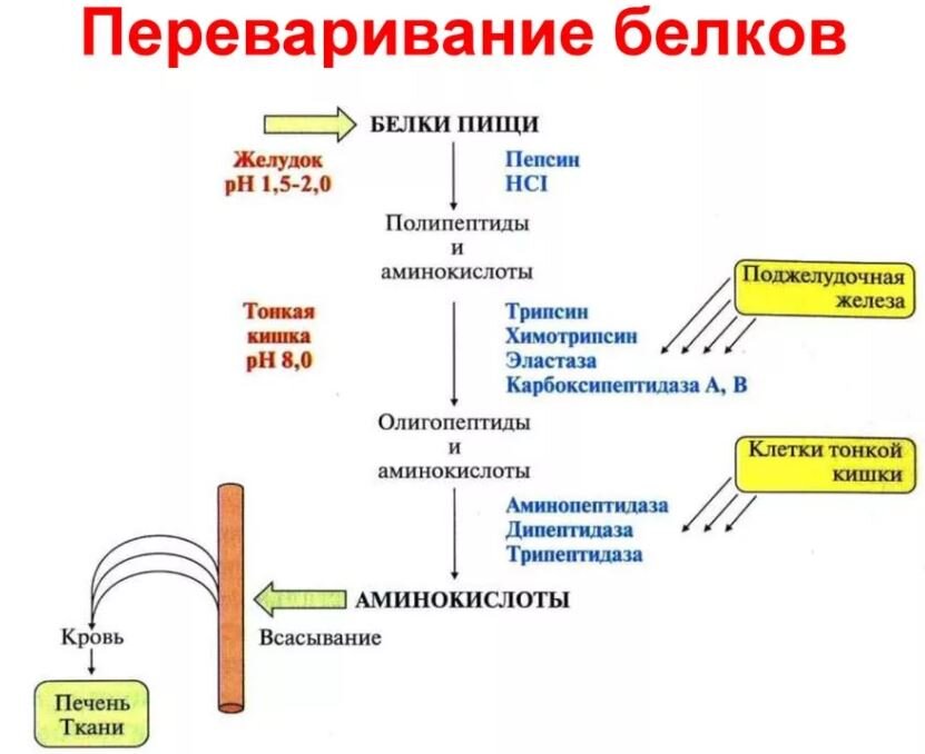 Сколько калорий сжигается во время секса, рассказали специалисты