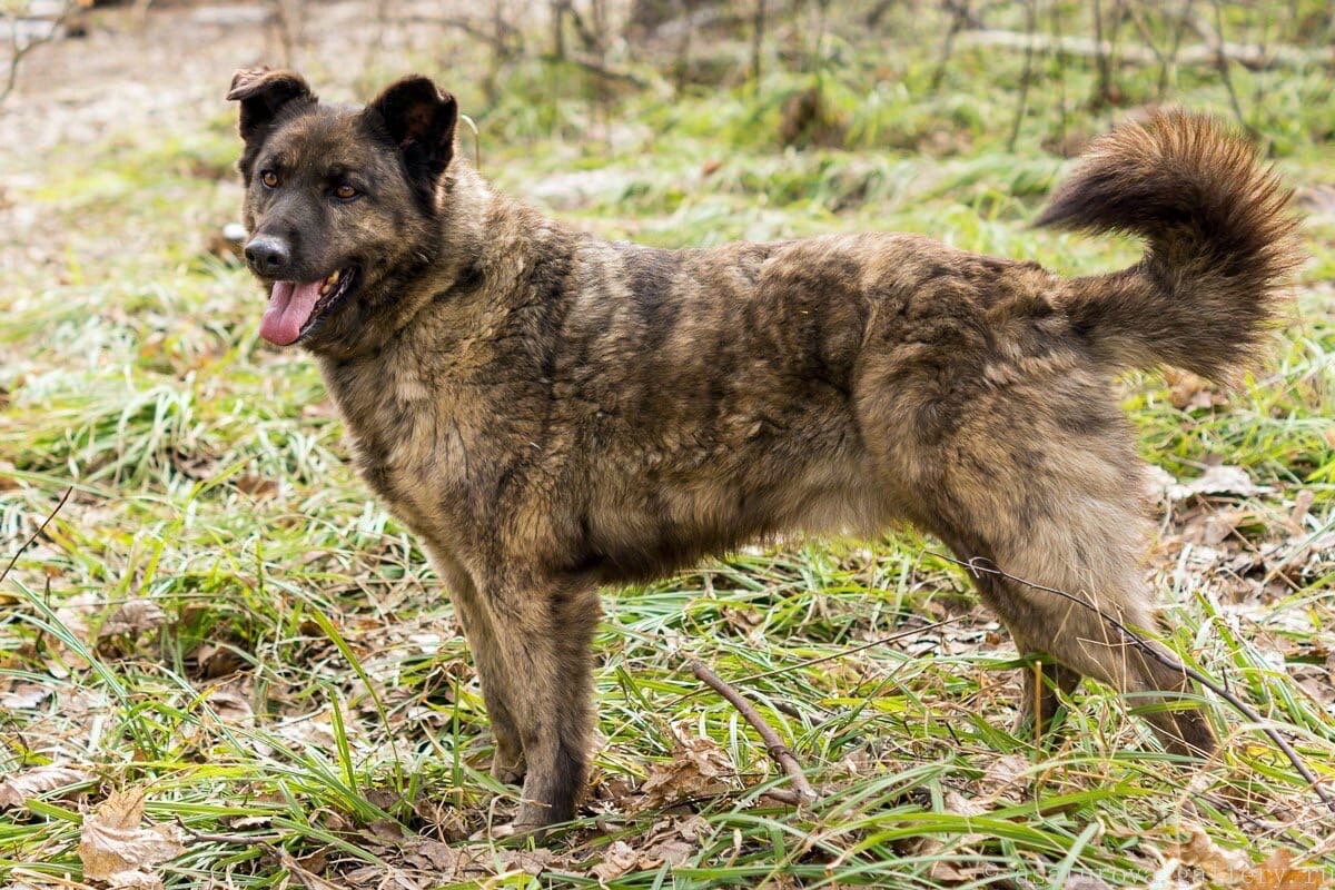 Тигра в приюте