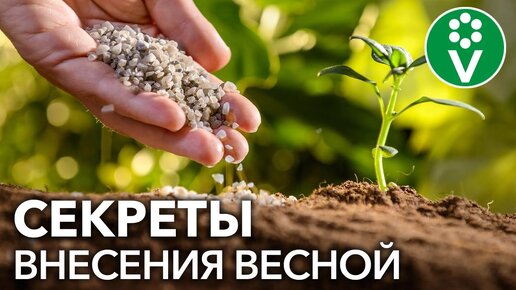 Весной Азотные Удобрения Вношу Только Так! Секрет эффективного внесения азотных удобрений