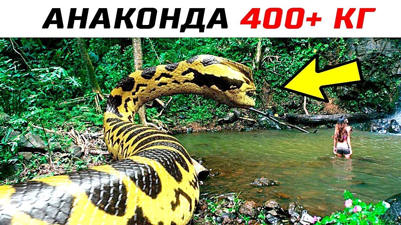 Анаконда – самая большая змея в мире (11 фото)