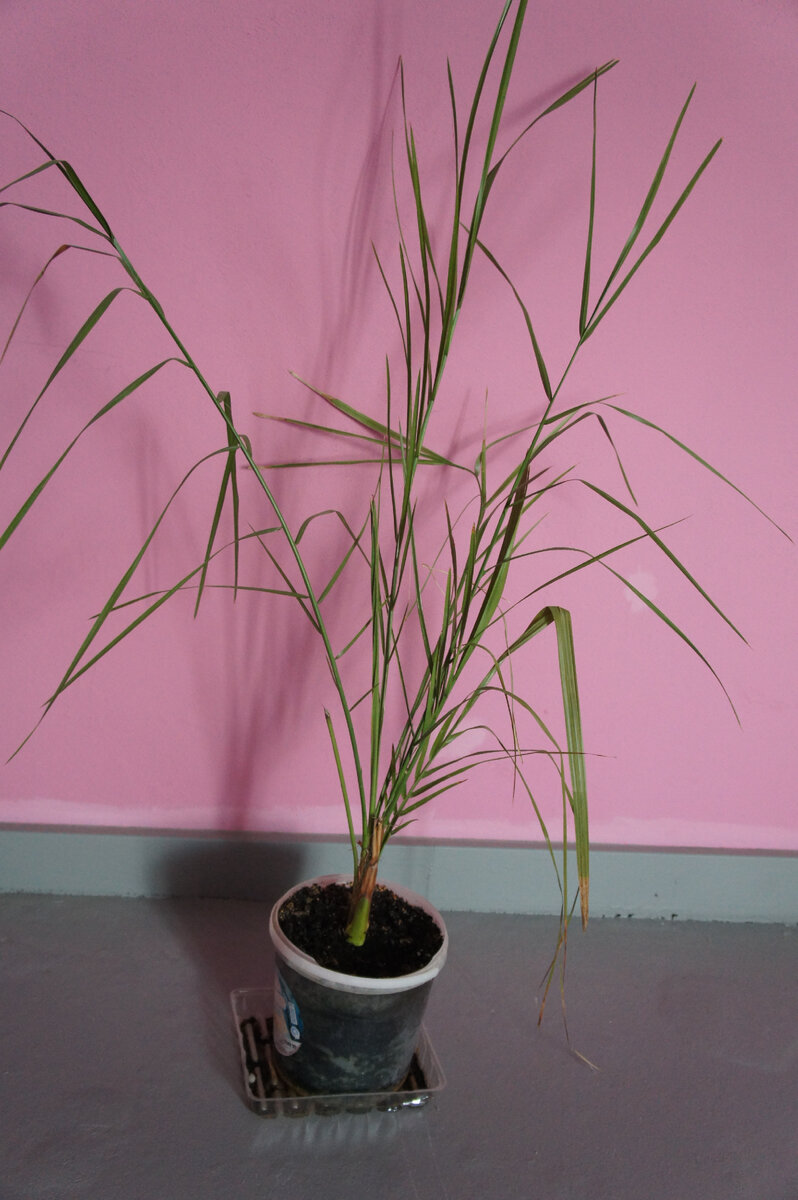 несчастная пальма