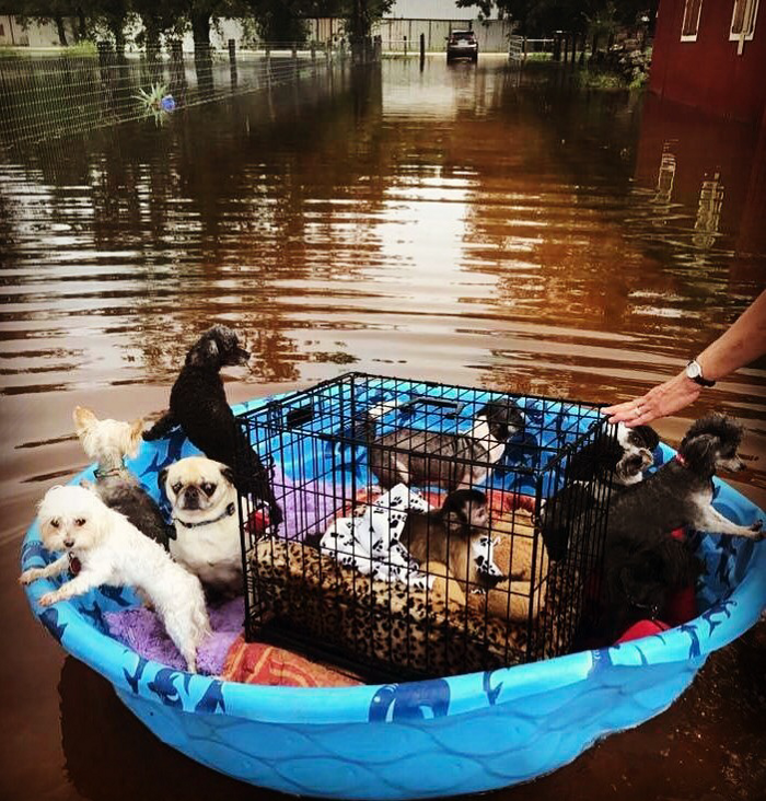 Говоря словами гениального Джеймса Тейлора, "Я видел 🔥 огонь, и я видел дождь...". Если вы, как и я, живете в Калифорнии, то, выйдя на улицу, вы наверняка обнаружили, что ваша машина покрыта пеплом. Нам приходится носить маски N95, чтобы дышать посреди всех этих серьезных огненных бурь, терроризирующих наш штат. Другие части страны пострадали от жестоких торнадо. Кроме того, сезон ураганов только начинается.
Находитесь ли вы в зоне пожаров или на прямом пути урагана, или просто наблюдаете за ним по телевизору, это отличное напоминание о том, что СЕЙЧАС самое время подготовиться.
Если у вас есть домашнее животное, это означает, что нужно готовиться и к его гибели.
Полное опустошение может произойти в считанные минуты. У вас может не быть практически никакого времени или какого-либо предварительного предупреждения перед тем, как вам придется эвакуироваться.
Ждать до последней минуты, чтобы подготовить план действий в чрезвычайной ситуации и запасы, не только глупо, но и может быть смертельно опасно. Поэтому, ДО наступления кризиса, пожалуйста, уделите несколько минут и составьте план действий в чрезвычайной ситуации для себя и своих питомцев.

Вот 5 важных советов по обеспечению безопасности домашних животных во время стихийных бедствий и чрезвычайных ситуаций:
Все ваши питомцы должны быть микрочипированы и носить бирки с актуальной контактной информацией.
Когда ваш питомец остается дома один, убедитесь, что на нем есть ошейник с идентификатором. Микрочипирование значительно повышает шансы на воссоединение с потерявшимися домашними животными. При этом следует помнить, что "добрый самаритянин", который найдет вашего питомца, скорее всего, не сможет просканировать чип, но он сможет прочитать основную бирку. Обязательно укажите номер своего мобильного телефона на бирке животного. Не лишним будет также приобрести дополнительную бирку с номером телефона друга или родственника за пределами вашего района на случай, если вам придется эвакуироваться.
Подготовьте аварийный набор - вот как выглядит мой:
🐾 2 недели чистой питьевой воды и непортящийся, высококачественный, сухой или сублимированный корм для животных. Хранить в водонепроницаемых контейнерах.
🐾 Таблетки для очистки воды
🐾 Аптечка первой помощи
🐾Любые лекарства, которые принимает ваш питомец, плюс средства первой помощи
🐾 ящик с фотографией животного и контактным номером для экстренной помощи
🐾Удобные игрушки в ящике
🐾 Обувь или детские носки
🐾T-рубашка/теплое пальто/свитер/одеяло/подушка
🐾 Светоотражающая шлейка/поводок
🐾 Спасательный круг
🐾 Подстилки для щенков/мешки для какашек
До того, как произойдет катастрофа:
Убедитесь, что на вашей двери висит табличка для персонала экстренных служб, чтобы они знали, что у вас есть домашние животные и где они обычно прячутся в доме, если им страшно.
Доверьте ключ от дома соседу, который сможет забрать ваших питомцев в случае чрезвычайной ситуации. Убедитесь, что этот человек спокойно относится к вашим питомцам, а ваши питомцы знакомы с ним. Покажите им, где могут находиться ваши питомцы (особенно если они прячутся, когда нервничают) и где хранятся ваши аварийные запасы. Мне нравится хранить рюкзак в небольшом дорожном ящике и держать его под рукой в гараже.
Если у вас есть домработница, она может помочь. Обсудите эту возможность заранее. Кроме того, составьте план с указанием конкретного места встречи, где вы сможете забрать своих питомцев в случае возникновения чрезвычайной ситуации.
Договоритесь с друзьями или родственниками. Спросите людей за пределами вашего ближайшего района, смогут ли они приютить вас и ваших питомцев или только ваших питомцев, если это необходимо. Если у вас несколько животных, возможно, вам придется разместить их в разных местах.
До наступления урагана или пожара узнайте в гостиницах и мотелях за пределами вашего ближайшего района, принимают ли они домашних животных. Спросите о каких-либо ограничениях по количеству, размеру и виду животных. Поинтересуйтесь, можно ли отменить правила "без домашних животных" в связи с чрезвычайной ситуацией. Держите под рукой список мест, где можно содержать животных, и звоните заранее, чтобы забронировать столик, как только вам покажется, что вам придется покинуть свой дом.
Обратитесь в ветеринарную клинику. Попросите дать вам рекомендации или предложить услуги в других районах. Составьте список пансионатов и ветеринарных клиник, которые могут приютить или лечить животных в чрезвычайных ситуациях (не забудьте указать их круглосуточные номера телефонов).
Обратитесь в местный приют для животных. Некоторые приюты могут предоставить приемную семью или приют для животных в чрезвычайной ситуации. Но имейте в виду, что ресурсы приютов ограничены и, скорее всего, будут ограничены во время чрезвычайной ситуации.
Играйте в безопасность - если существует угроза, эвакуируйтесь заблаговременно!!!
Не ждите приказа об обязательной эвакуации. Некоторых людей, которые ждали, пришлось эвакуировать сотрудникам экстренных служб, а их домашние животные часто оставались позади. Запах дыма, быстро поднимающаяся вода или звук сильного ветра или грома могут сделать вашего питомца более пугливым, и его будет трудно найти или погрузить в ящик или переноску. Эвакуация до того, как условия станут тяжелыми, обеспечит всем безопасность и сделает этот процесс менее стрессовым.  Если вы вынуждены эвакуироваться, возьмите с собой домашнее животное Это само собой разумеется. Если это небезопасно для вас, то это небезопасно и для ваших питомцев. Вы не можете знать, как долго вас будут держать вне зоны эвакуации. Вы можете не иметь возможности или разрешения вернуться и забрать своих питомцев. Домашние животные, оставленные во время стихийного бедствия, могут быть легко ранены, потеряны или убиты. Не оставляйте животное на цепи, привязанным или запертым в ящике, если вы не можете забрать его. По крайней мере, дайте им возможность убежать.
Если вы остаетесь дома, действуйте осторожно
Если ваша семья и домашние животные должны переждать бурю или другое стихийное бедствие дома, определите безопасное место, где вы все сможете собраться. Вот несколько советов, которые мне помогли:
Закройте или устраните небезопасные уголки, где испуганные кошки и собаки могут попытаться спрятаться или убежать.
Заведите своих питомцев в дом, как только местные власти сообщат о приближении беды. Держите собак на поводках, а кошек в переносках - даже когда они находятся в вашей компании - и убедитесь, что на них надеты идентификационные и/или флуоресцентные шлейки/ошейники/спасательные жилеты.
Если у вас есть комната, которую вы можете выделить под "безопасную комнату", заранее поместите в нее все необходимые вещи на случай чрезвычайной ситуации, включая ящик и принадлежности для вашего питомца. Держите все лекарства и запас корма и воды для животных в водонепроницаемых контейнерах, а также другие аварийные принадлежности. Если в доме есть открытый камин, форточка, дверца для животных или другое подобное отверстие, закройте его полиэтиленовой пленкой и прочным скотчем. Забейте окна досками.
Периодически слушайте радио и не выходите из дома, пока не убедитесь в его безопасности.
После катастрофы
Ваш дом может сильно измениться, и вашим домашним животным будет трудно адаптироваться. Вот несколько советов, как избежать дальнейшего вреда:
Не позволяйте своим питомцам бродить на свободе. Знакомые ориентиры и запахи могут исчезнуть, и ваш питомец, скорее всего, будет дезориентирован. В таких ситуациях животное может легко потеряться. Кроме того, там может быть битое стекло, электрические провода под напряжением и другие опасности.
Пока вы оцениваете ущерб, держите собак на поводках, а кошек в переносках в доме. Если дом поврежден, ваши питомцы могут сбежать.
Будьте терпеливы к своим питомцам после стихийного бедствия. Постарайтесь как можно скорее вернуть их к привычному образу жизни. Будьте готовы к поведенческим проблемам, вызванным стрессом, вызванным ситуацией. Если эти проблемы сохраняются, или если у вашего питомца возникли проблемы со здоровьем, обратитесь к ветеринару.
Если ваш населенный пункт был затоплен, проверьте свой дом и двор на наличие диких животных, которые могли найти там убежище. Дикие животные могут представлять угрозу для вас и вашего питомца.
Будьте готовы к повседневным чрезвычайным ситуациям
Более вероятными, чем ураган 5-й категории или торнадо F5, являются повседневные чрезвычайные ситуации, такие как знойная жара, сильные зимние бури и пожары. Бывают случаи, когда вы не можете попасть домой, чтобы позаботиться о своих питомцах. Внезапный пожар или обледеневшие дороги могут застать вас на ночь вне дома, или несчастный случай может отправить вас в больницу. Но вы можете позаботиться о том, чтобы ваши питомцы получили необходимый уход, приняв меры уже СЕЙЧАС!
Тепловые волны
Всего час или два в знойной жаре могут быть опасны для жизни. Если вы остаетесь дома во время летнего отключения электричества, узнайте в местном центре экстренной помощи, есть ли в вашем районе центры охлаждения, удобные для животных. Держите под рукой кулер, наполненный льдом и водой, если прогнозируется знойная температура. Если вы не можете уехать во время отключения электричества или кондиционера, организуйте зону охлаждения в ванной комнате, где питомцы могут посидеть в ванне, наполненной прохладной водой на несколько сантиметров. Если у вас полный бак бензина (или полная зарядка), вы можете передвигаться на машине с кондиционером. Ни в коем случае не оставляйте животное в машине без присмотра при температуре выше 70 градусов. Даже на несколько минут и даже с открытыми окнами).