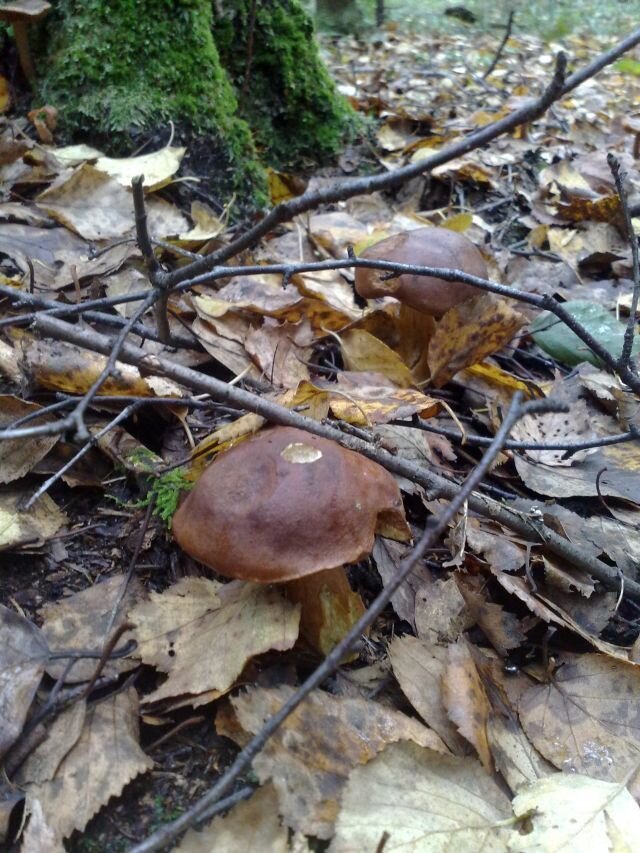 польский гриб