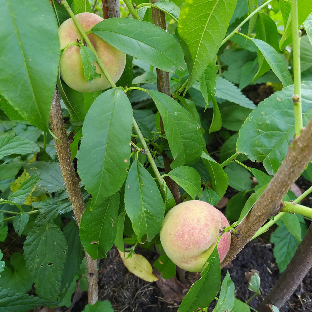 Персик воронежский кустовой