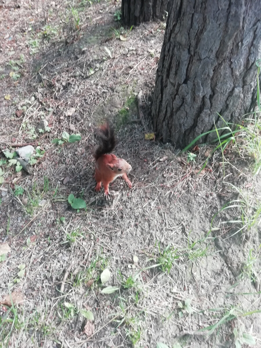 наши городские рыжие, совсем ручные