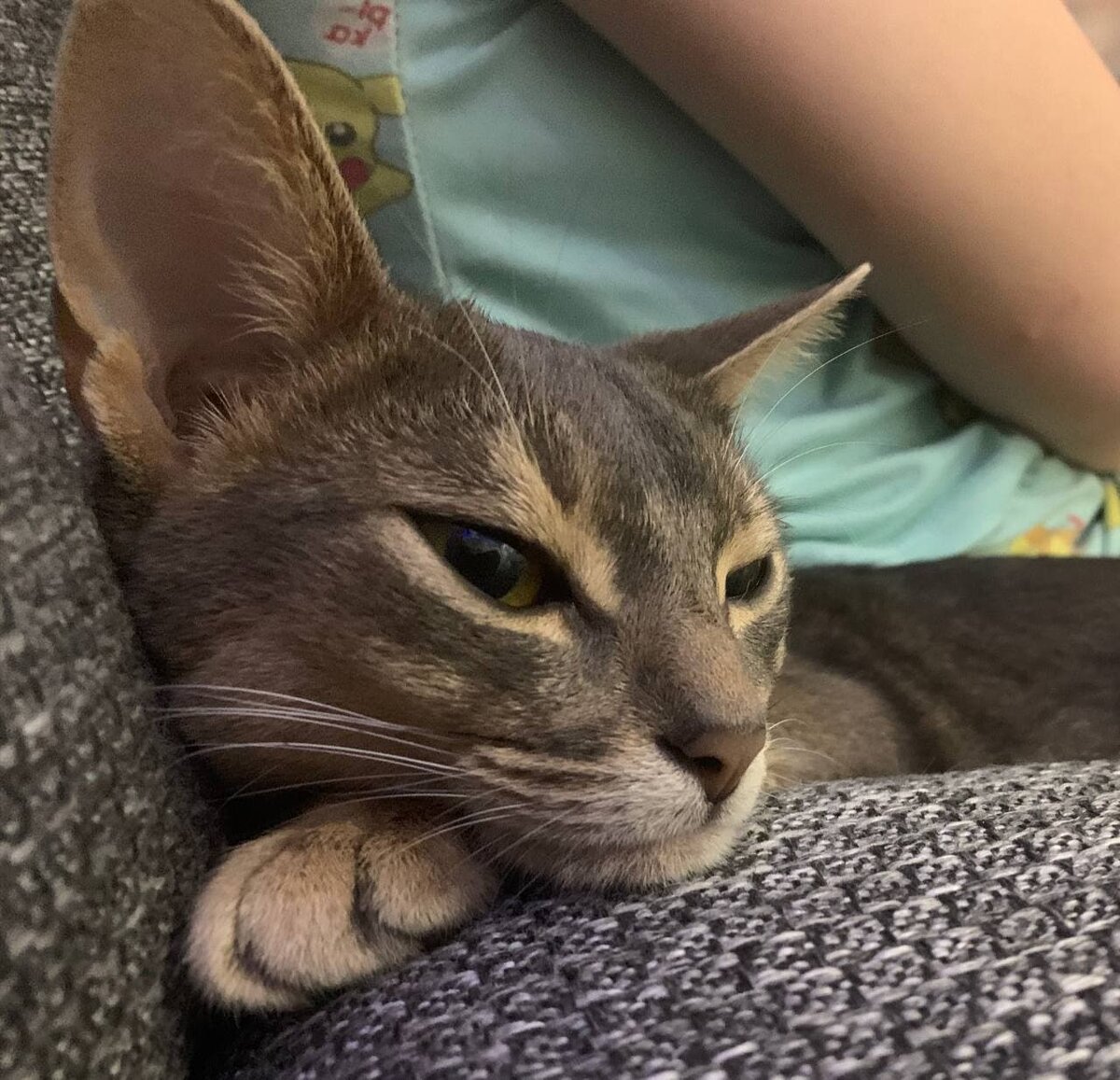 Знакомьтесь — Абиссинская кошка, наш сегодняшний гость.