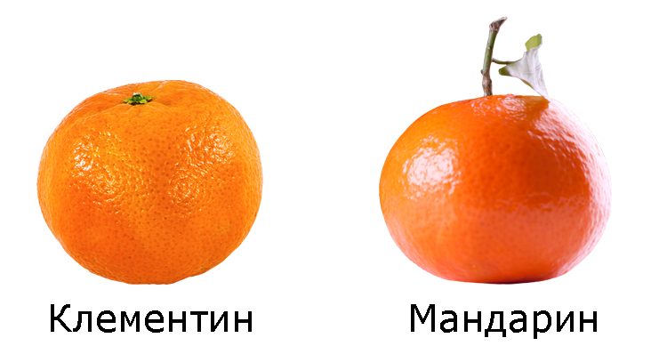 Средний размер мандарина. Клементины и мандарины отличие. Мандарин и Клементин разница.