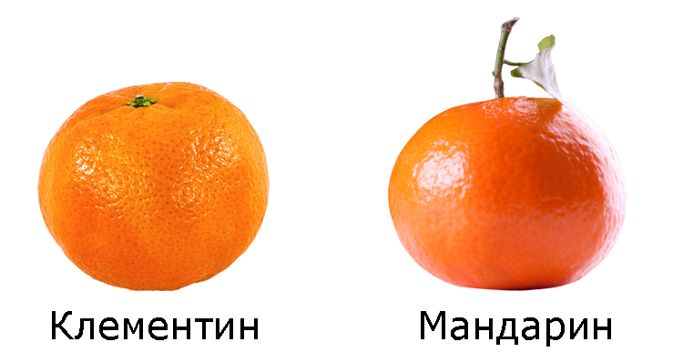 Средний размер мандарина