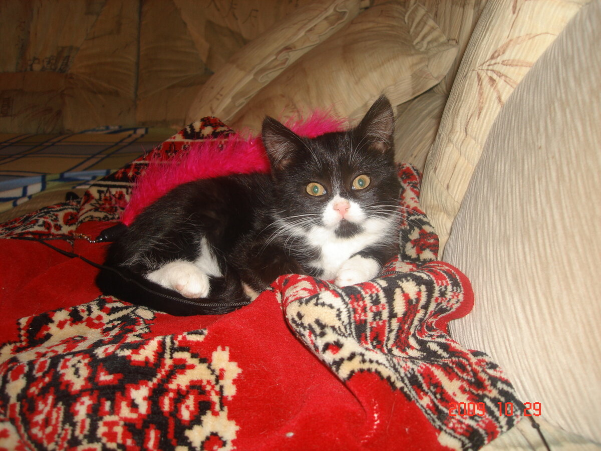 Тома котёнок                                                                                                                                    Фото: Оля Бурдужа 