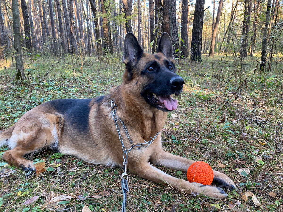 Вот наша красавица «Альфушка», сейчас ей 5 лет☺️