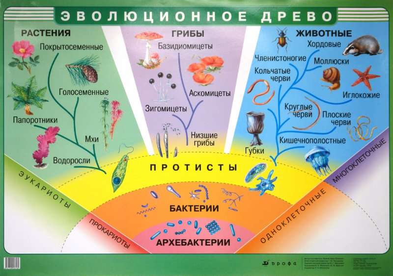 Интересная информация о бактериях