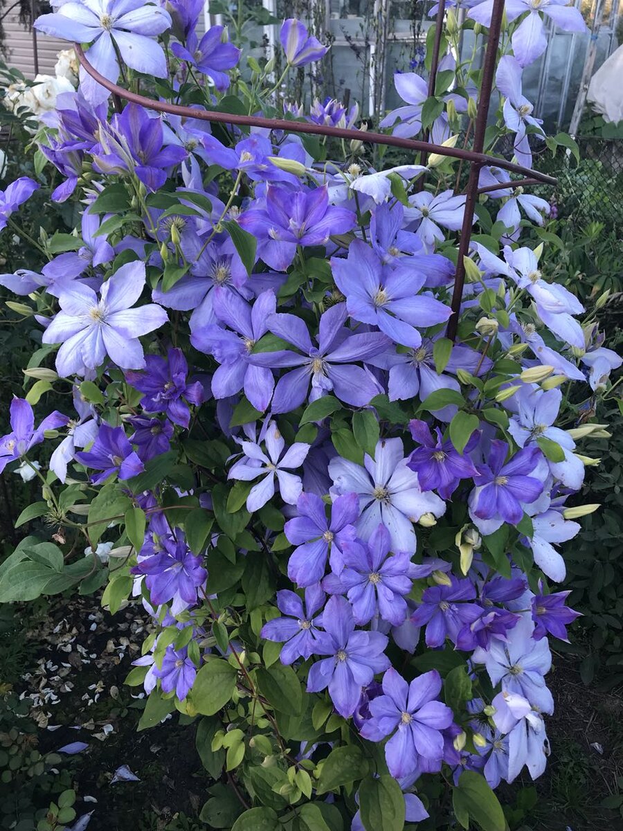 Клематис Миссис Чолмондели