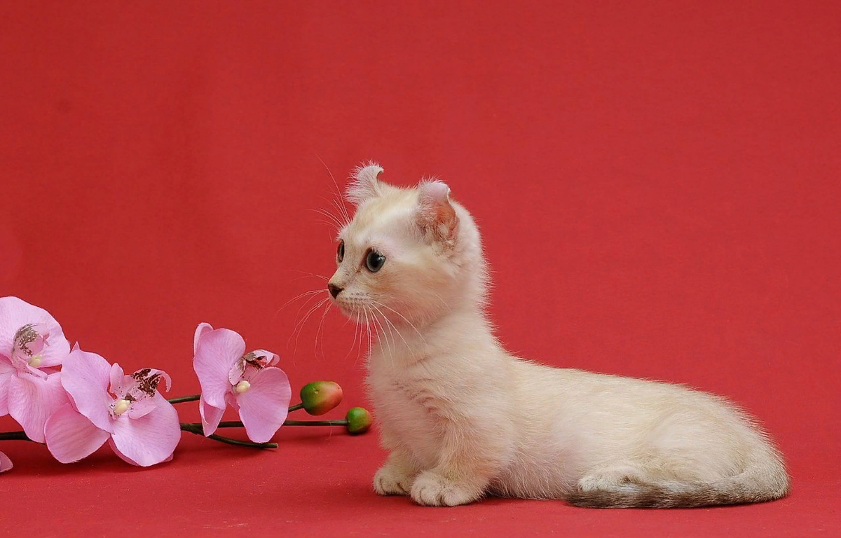 Pin on munchkin kittens for sale