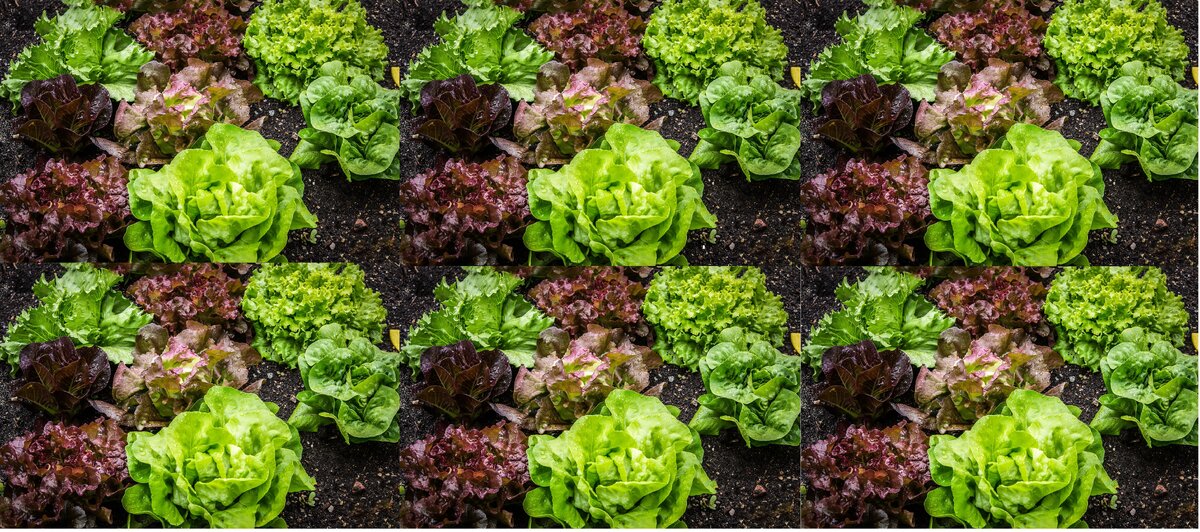 Салат. Коллаж. Источник-  картинки CCO.