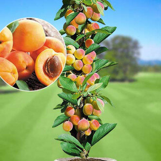 Колоновидные абрикосы: самые зимостойкие сорта. Как формировать и выращивать