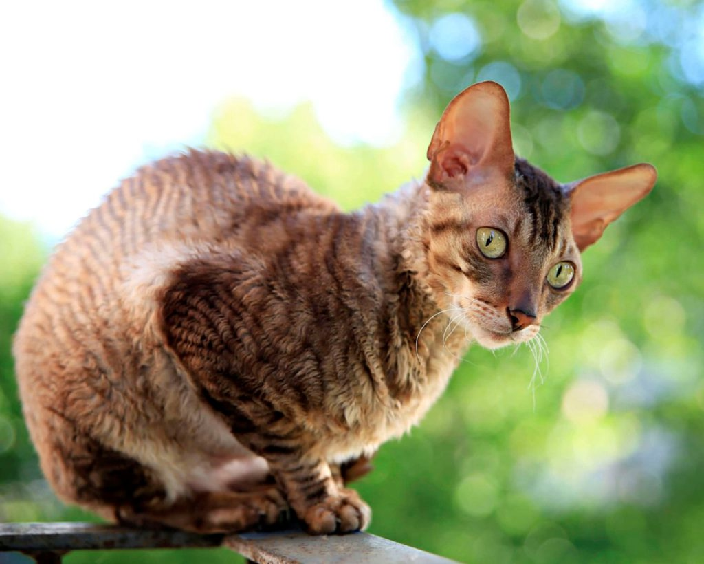 Кошка породы "Корниш-рекс". (Фото с сайта https://getzoofood.ru/porody-koshek/koshka-kornish-reks-opisanie-foto-i-osobennosti-porody-vybor-kotyonka-i-otzyvy-vladeltsev-uhod-i-soderzhanie-pitomtsa.html)