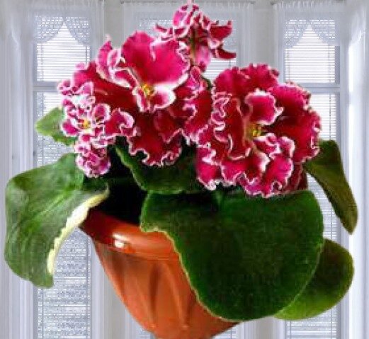 фиалка Амедус


Публикации о сортах фиалок и уходе за ними                                         https://dzen.ru/suite/832f4f69-5398-4c58-b9e6-23eeca90562c