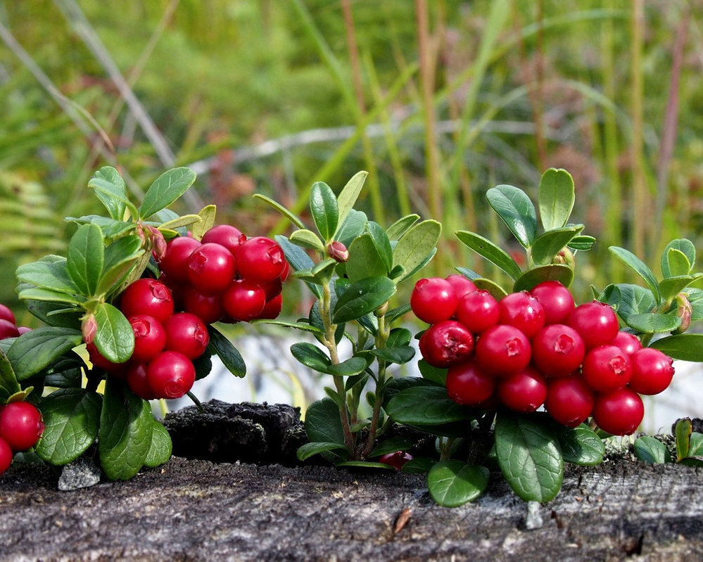 Беременным не рекомендуется в первом триместре употребление брусничного морса