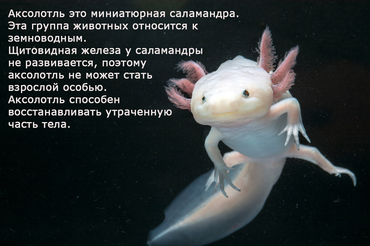Розовое морское животное. Тритон аквариумный аксолотль. Амфибия аксолотль. Водная саламандра аксолотль. Мексиканская саламандра аксолотль.
