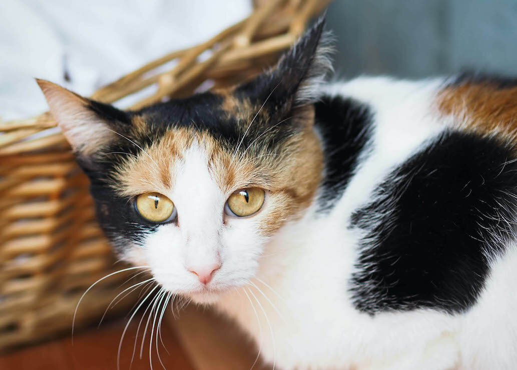 Кошка Дэйзи