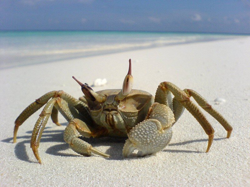 Море краб