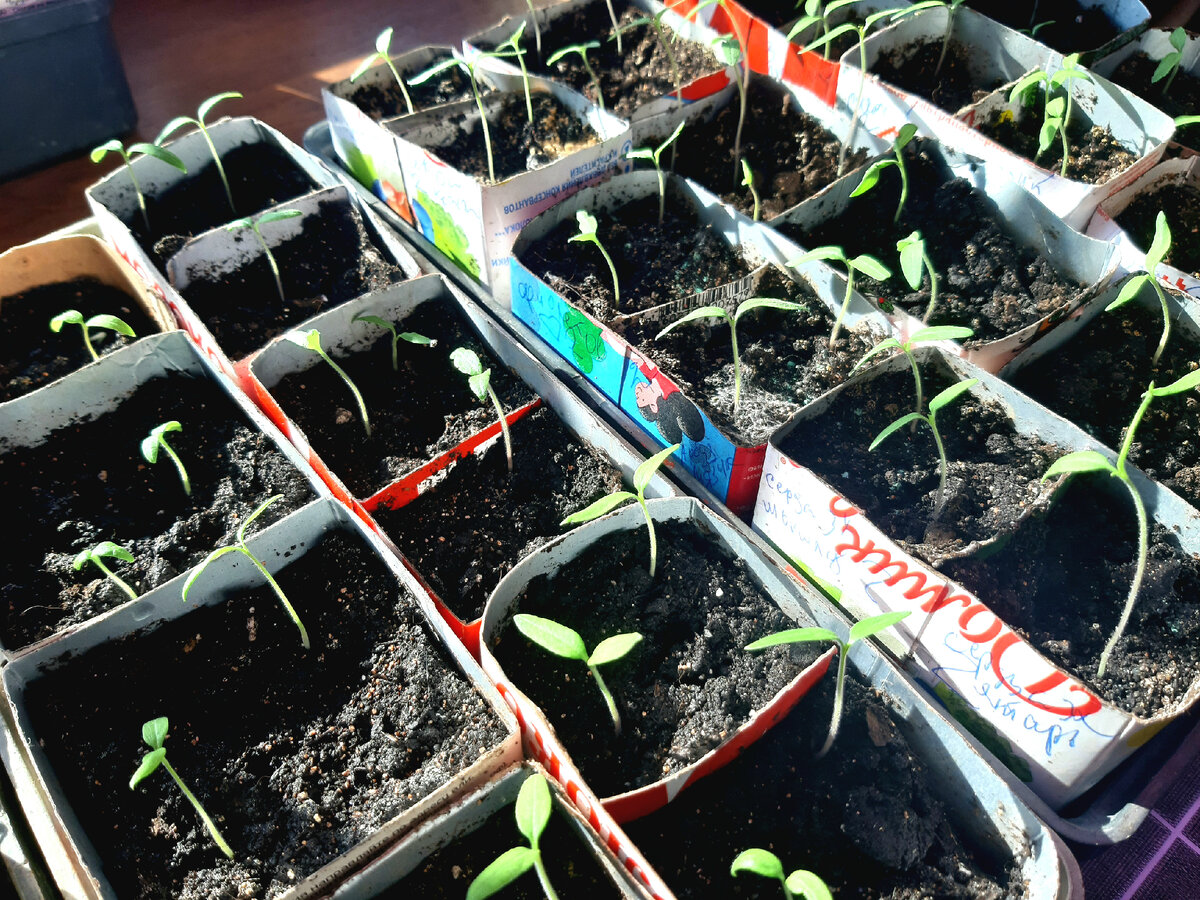 Томаты. Фото автора 25.02.22.