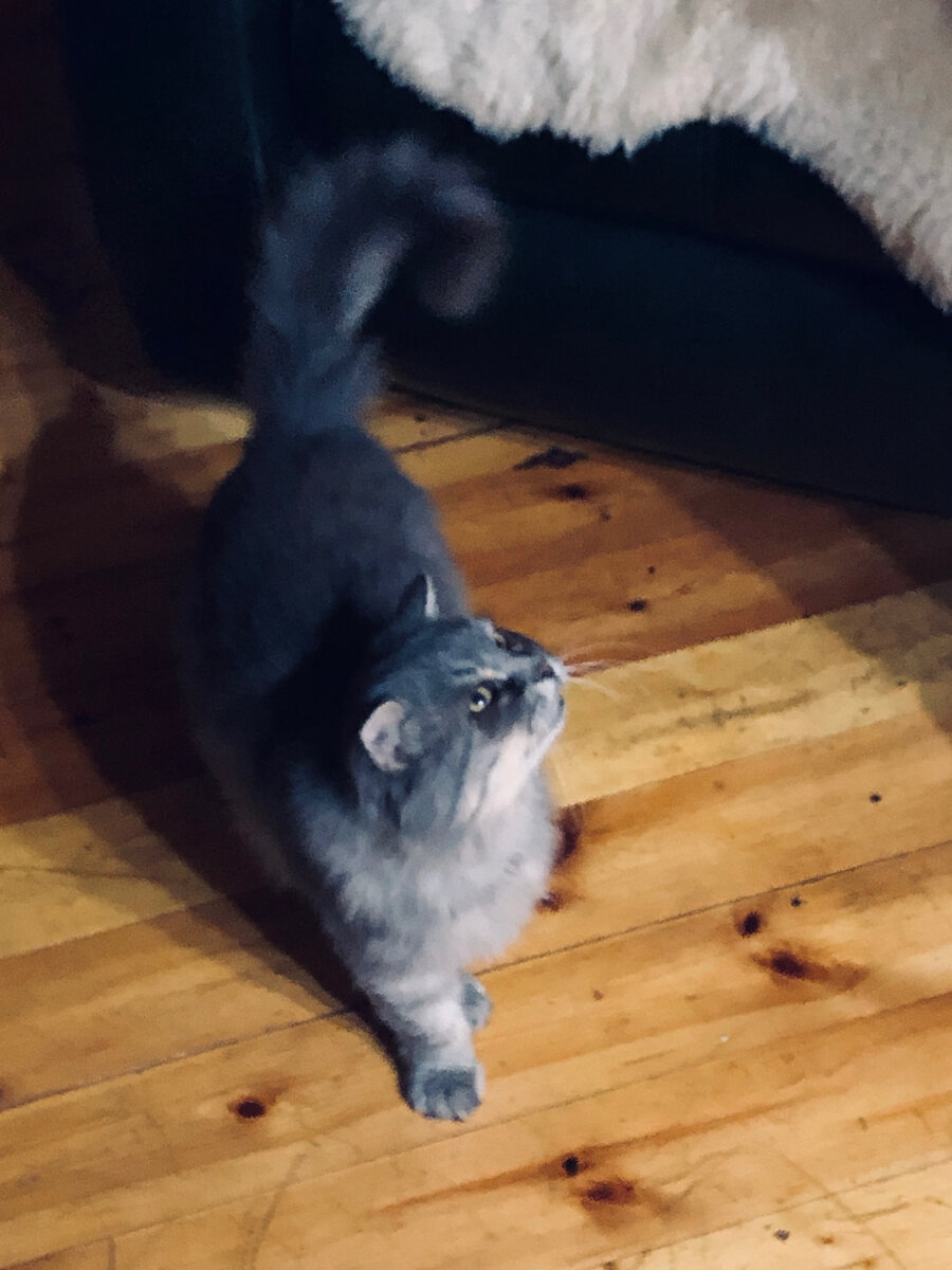 Филя первый раз зашел в дом. Везде фото автора. 