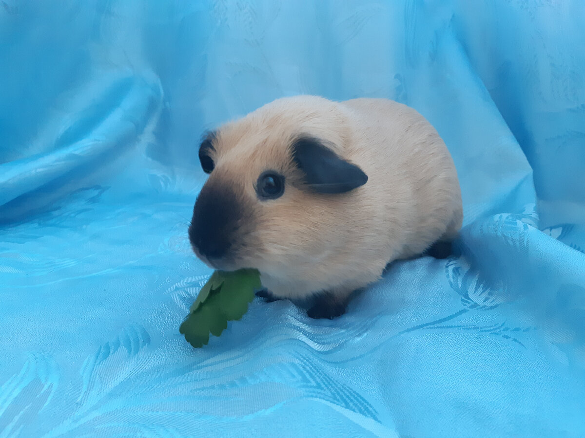 Бака и ее любимая еда