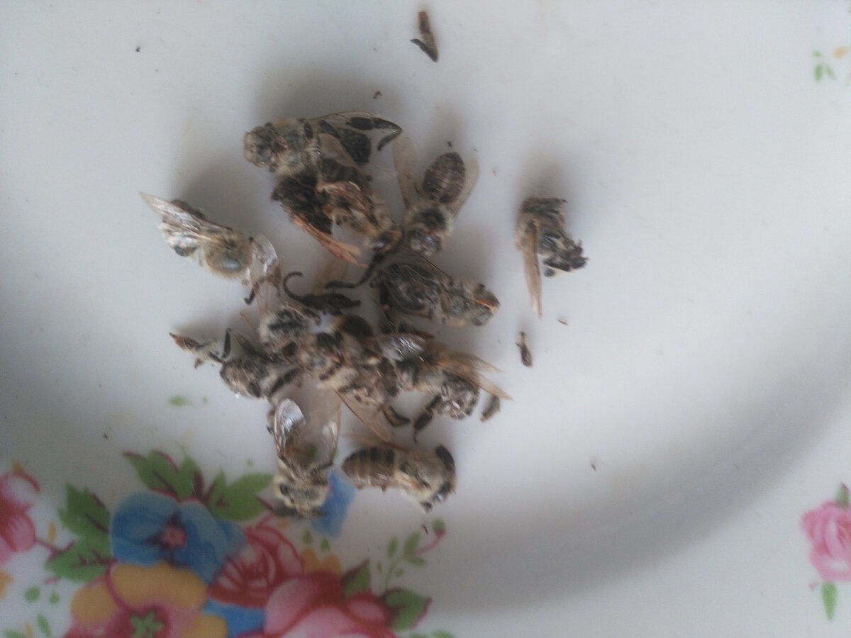 Это пчелоподмор. Его можно увидеть только ранней весной.