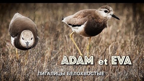 ПИГАЛИЦЫ белохвостые: АДАМ и ЕВА | Film Studio Aves