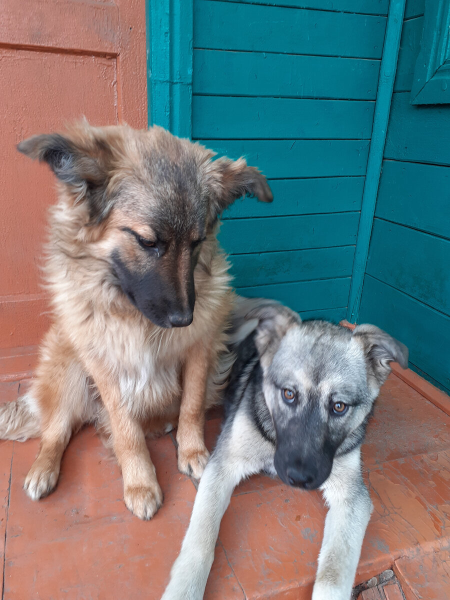 Клёпа и Дымка.) В прошлой жизни воспитанницы института благородных девиц.)