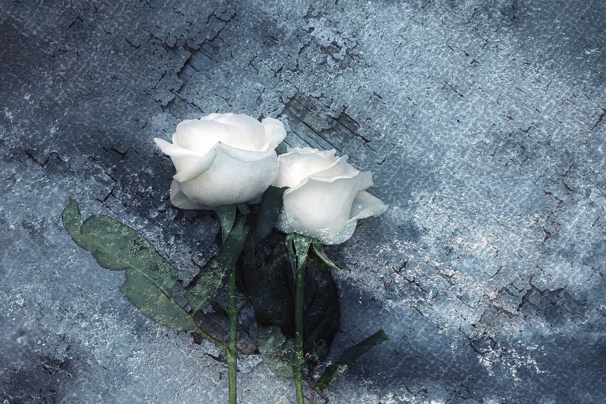 Фото с сайта Pixabay 