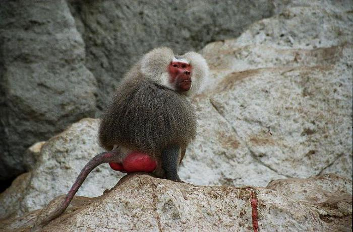 Почему у обезьяны есть волосы