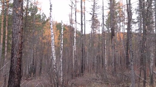 Таёжные находки. Опять через ветровалы. Охота на неизведанное. 5 серия.