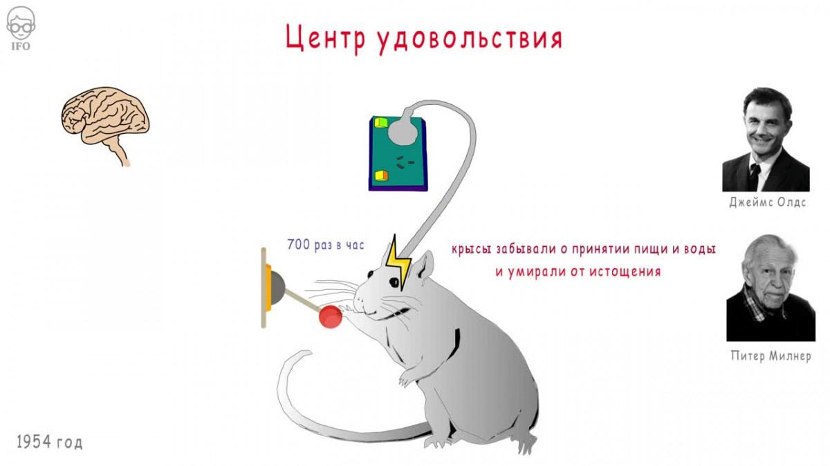 Лунин и мыши. Крыса центр удовольствия. Эксперимент Олдса и Милнера. Эксперимент с крысой и кнопкой. Опыты на мышах.