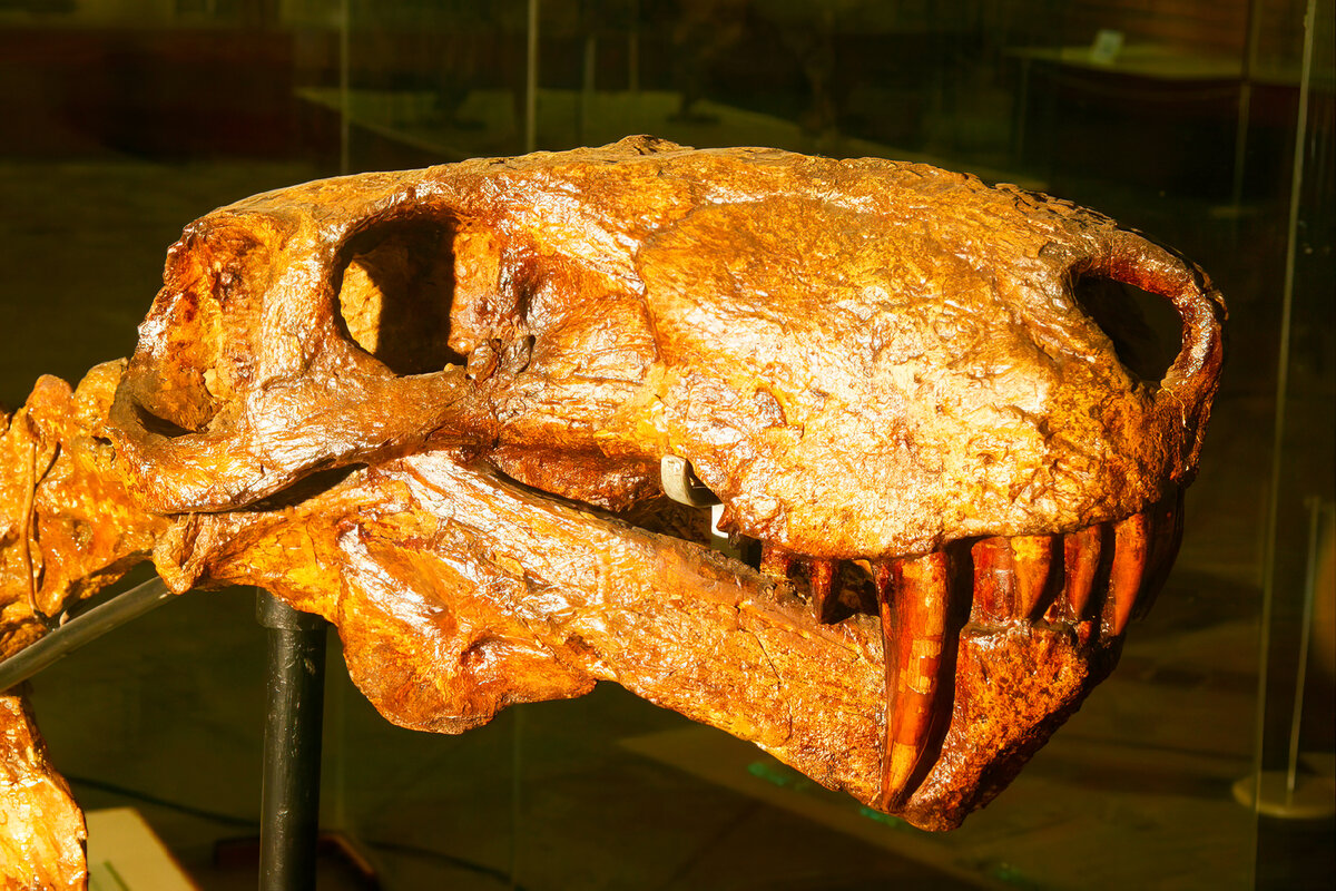 Горгонопс. Саблезубый звероящер. Вымершее животное. Факты о животных