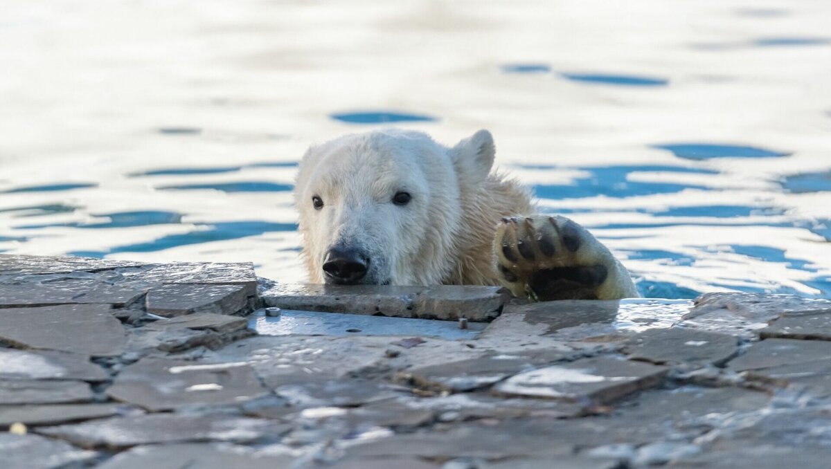     В скором времени белого медвежонка Айку перевезут из Ростова в зоопарк Алматы, однако новые условия жизни любимицы не понравились ростовчанам.