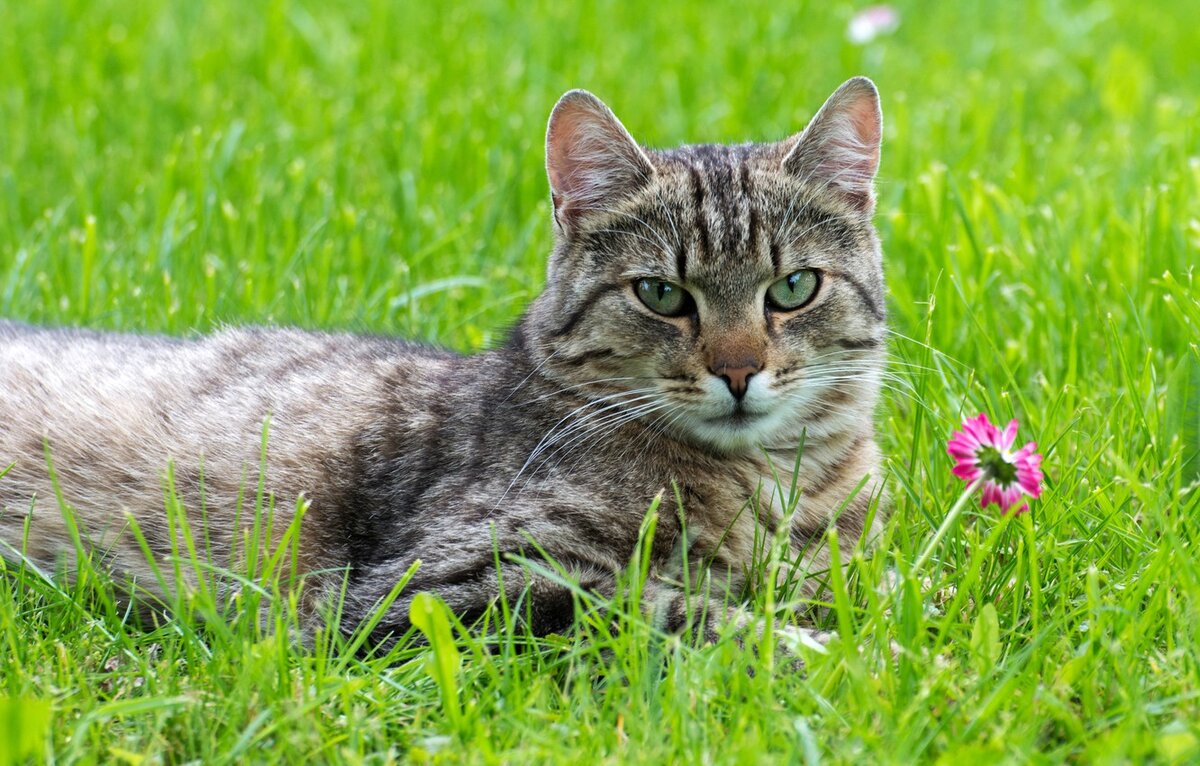 Atrapar al gato