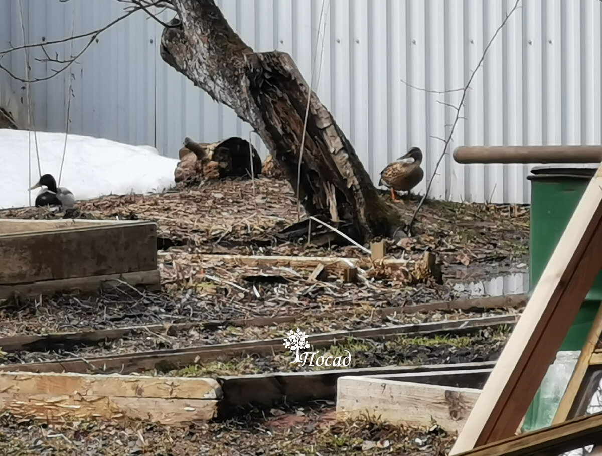 Дикие утки не то передышку себе устроили, не то гнездоваться собрались. Мы дали им неделю передохнуть, а потом подшумели.