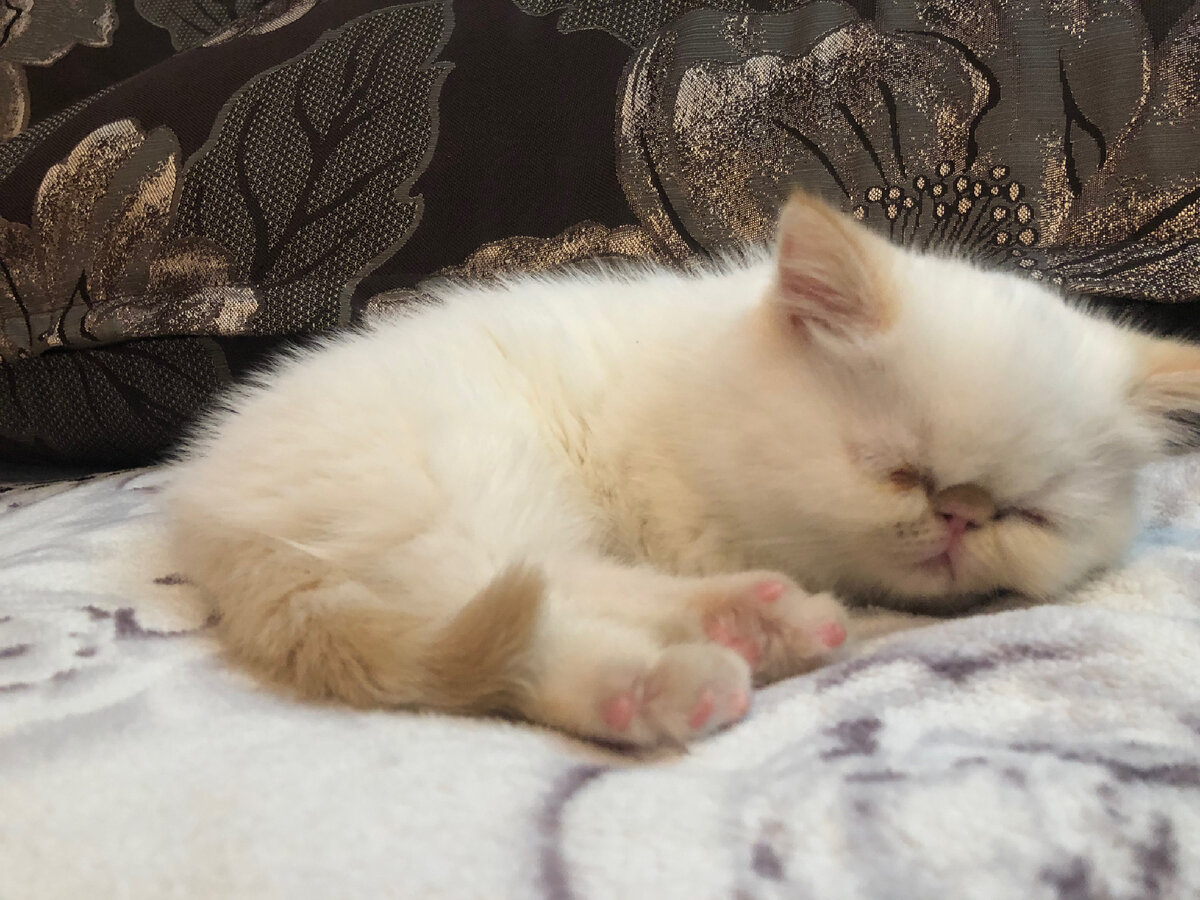 Фокси 2 месяца. Все беды впереди…