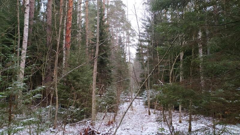 Уменьшение численности сосен в лесу
