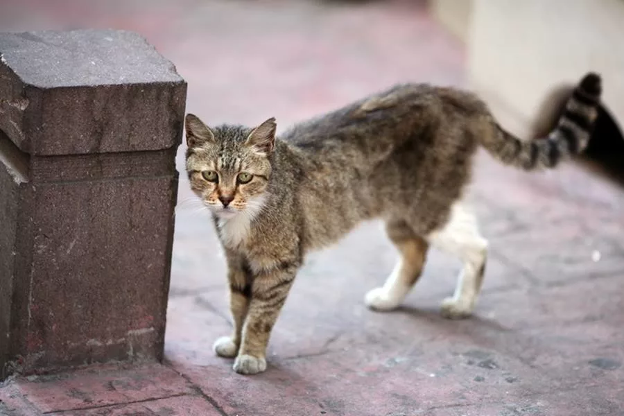 Бездомный кот. Уличные котята. Дворовые кошки. Уличный кот. Кошка беспородная голодная