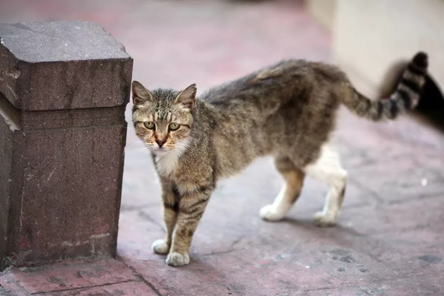 Бездомный кот. Уличный котенок. Бродячие кошки. Дворовые кошки.