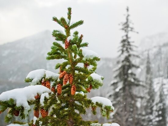     Фото: департамент природных ресурсов и экологии ЯНАО