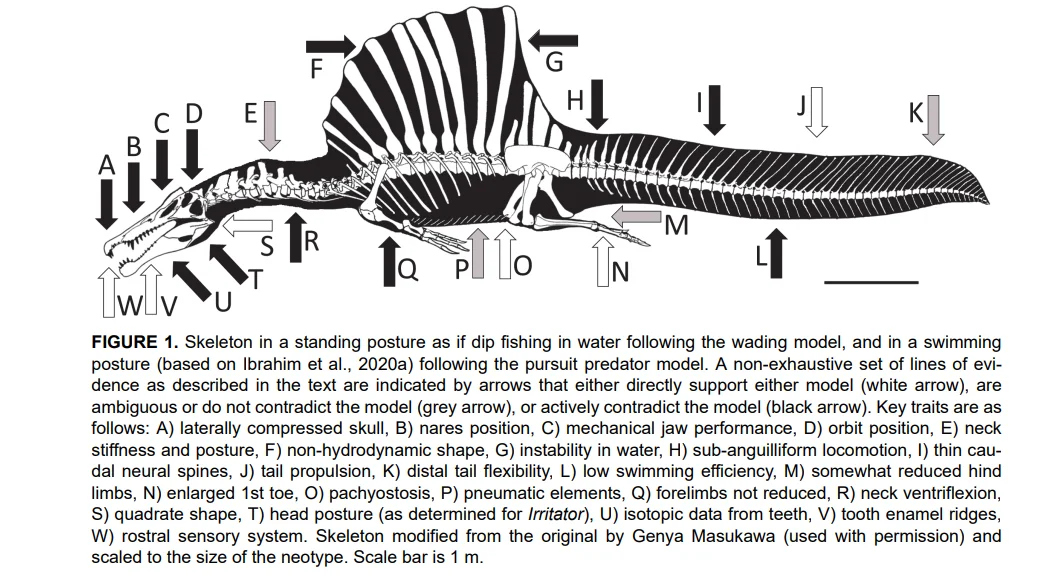 Плывущий спинозавр. Белым отмечены особенности строения, говорящие в пользу водной гипотезы, чёрным - противоречащие ей, серым - нейтральные признаки.