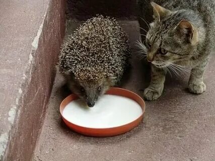 Картинка из свободного доступа