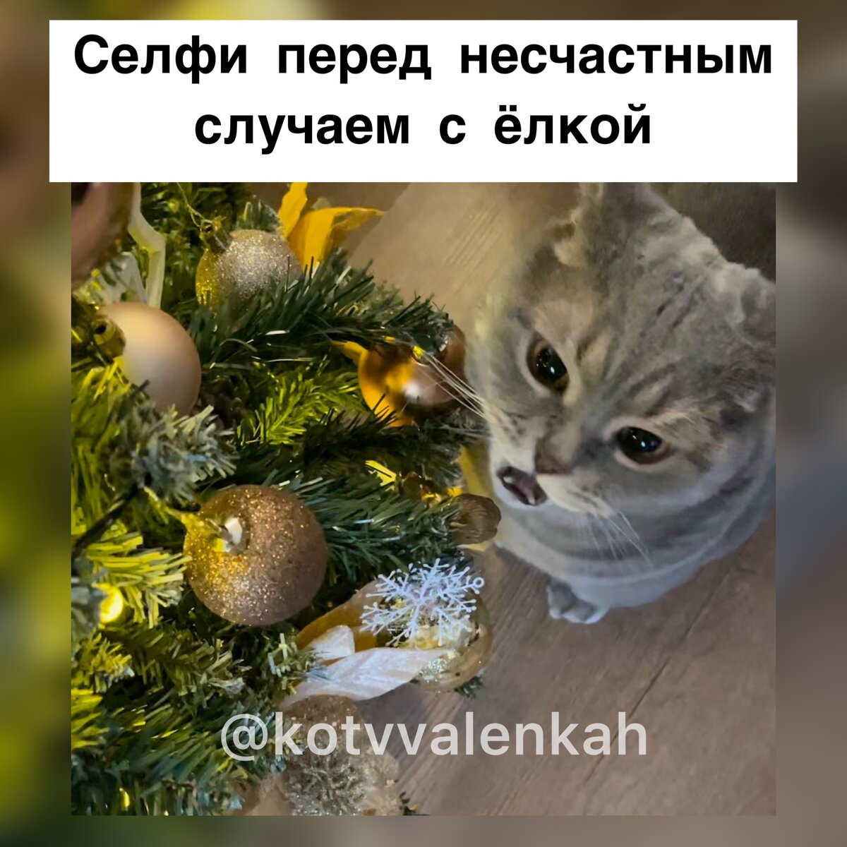 Мемы декабря Как чувствую😺 Кот в валенках Марсель Дзен