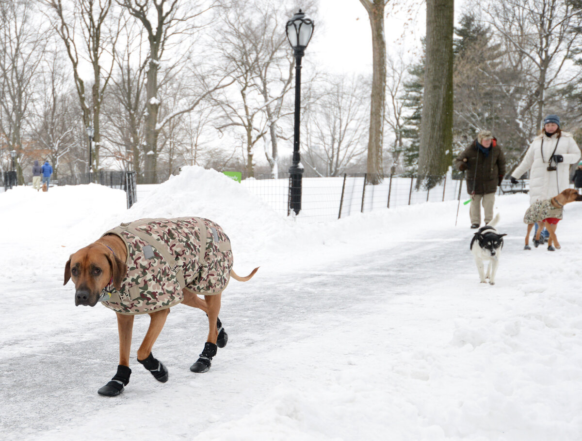 Можно гулять с собакой в парке. Прогулка с собакой. Зимняя прогулка с собакой. Гулять с собакой. Собака гуляет зимой.