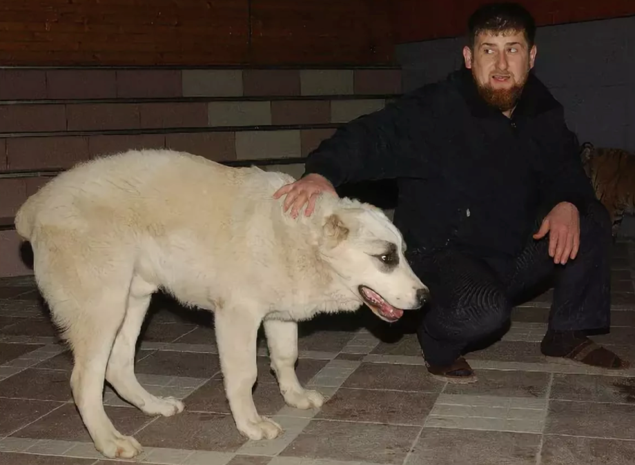 Собаками чечне. Собака с хозяйкой. Собачьи бои кавказский волкодав в дагестане. Алабай кадырова. Кавказская овчарка рамзана кадырова.