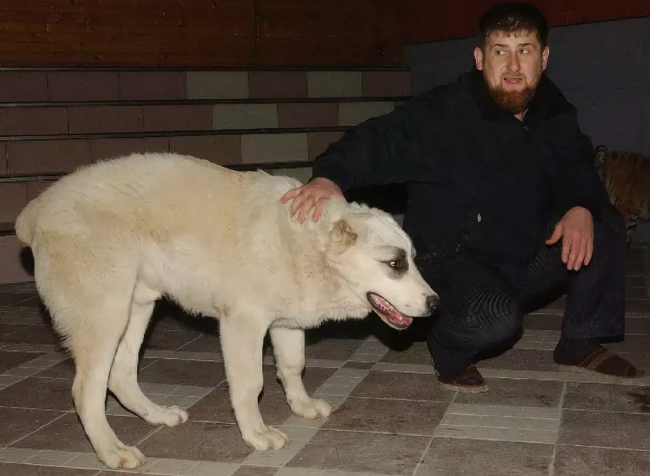 Собака чеченец. Алабай Рамзана Кадырова. Кавказская овчарка Рамзана Кадырова. Алабай и Кавказская овчарка. Среднеазиатская овчарк.